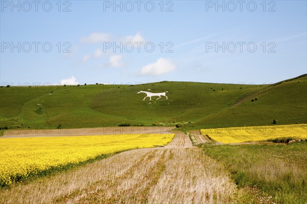 White horse figure carved in chalk scarp slope at Alton Barnes, Wiltshire, England, United Kingdom, Europe