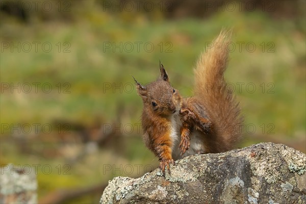 Red squirrel (Sciurus vulgaris) adult animal scratching itself on a dry stone wall, Yorkshire, England, United Kingdom, Europe