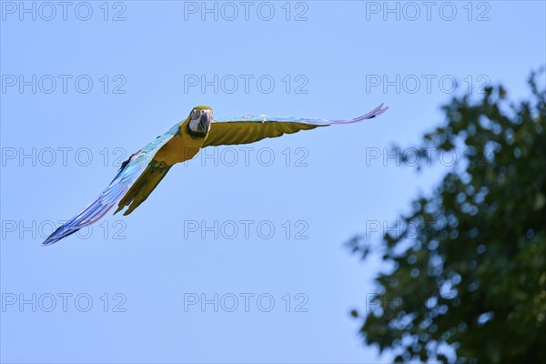 Blue and yellow macaw (Ara ararauna) in flight, captive, Lower Saxony, Germany, Europe