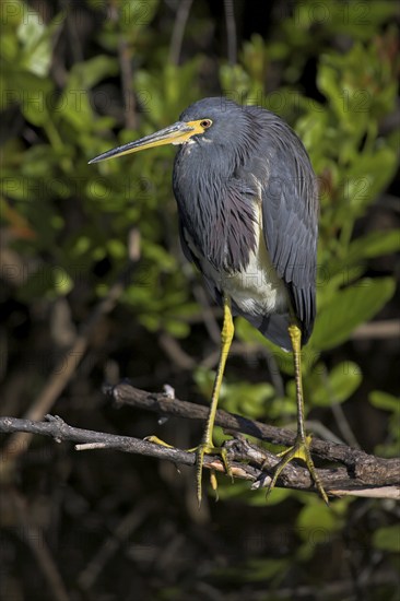 Tricolored heron (Egretta tricolor), foraging, Anhinga Trail, Everglades NP, Sanibel Island, Florida, USA, North America