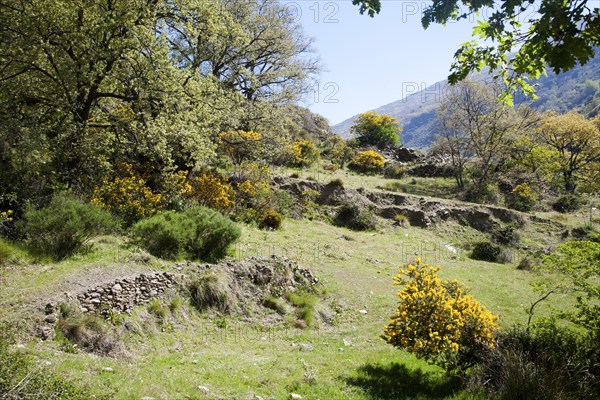 Landscape of the River Rio Poqueira gorge valley, High Alpujarras, Sierra Nevada, Granada Province, Spain, Europe