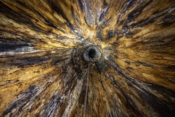 View upwards inside a hollow tree, tropical rainforest, Corcovado National Park, Osa Peninsula, Puntarena Province, Costa Rica, Central America