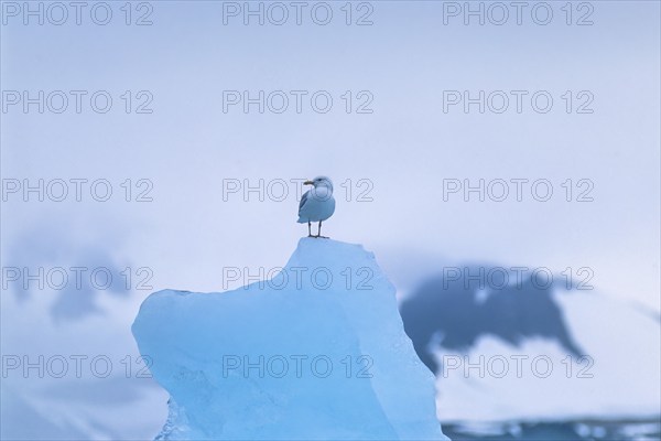 Glaucous gull (Larus hyperboreus) sitting on top on an iceberg in a arctic landscape, Svalbard