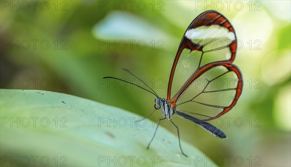 Glasswing butterfly (Greta oto), butterfly with transparent wings sitting on a leaf, Alajuela province, Costa Rica, Central America