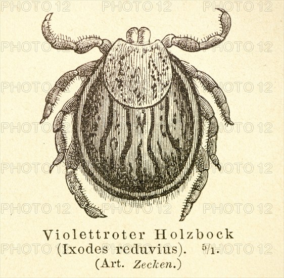 Historical wood engraving, illustration from Meyers encyclopedia 4th edition 1889 and 1890, female tick, castor bean tick (Ixodes ricinus) (old synonym: Ixodes reduvius), carrier of the disease Lyme disease, detailed illustration in black and white on old paper, Germany, Europe