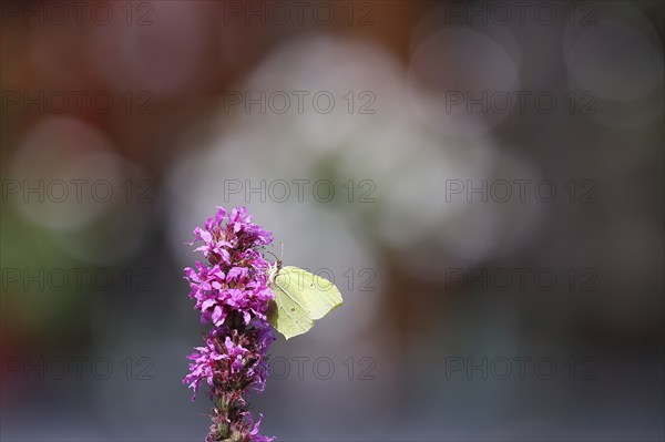 Brimstone (Gonepteryx rhamni) feeding on a flower of purple loosestrife (Lythrum salicaria), bokeh in the background, Wilnsdorf, North Rhine-Westphalia, Germany, Europe