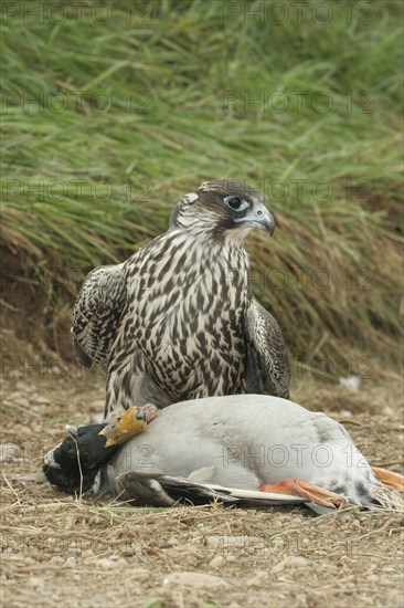 Gerfalcon (Falco rusticolus) young mallard with mallard drake (Anas platyrhynchos) Allgäu, Bavaria, Germany, Allgäu, Bavaria, Germany, Europe