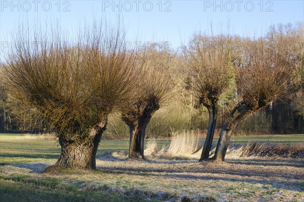 White willow (Salix alba), winter, Dortmund, Ruhr area, North Rhine-Westphalia, Germany, Europe