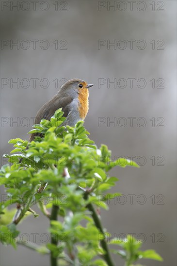 European robin (Erithacus rubecula) on curved branch with freshly sprouted green leaves in spring, looking to the right, background light blurred, Rombergpark, Dortmund, Ruhr area, Germany, Europe