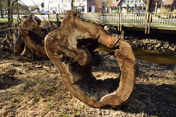 Europe, Germany, Lower Saxony, tree stump, tree felling, hollow, diseased tree, Hamburg, Hamburg, Federal Republic of Germany, Europe