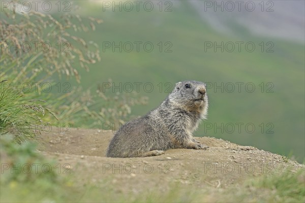 Marmot (Marmota), Grossglockner High Alpine Road, Salzburger Land, Austria, Europe