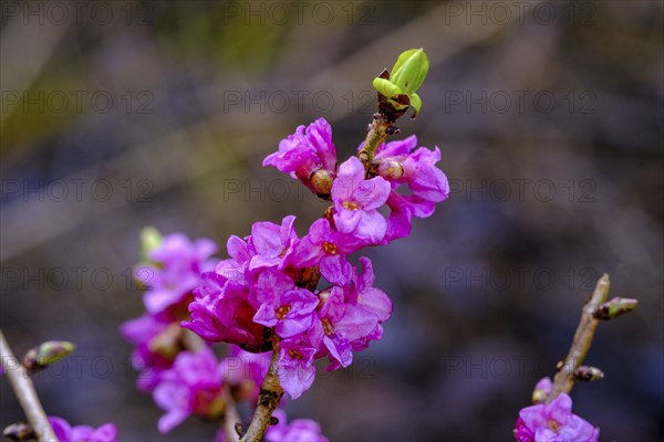 Daphne, flowers (Daphne mezereum), Prem near Lechbruck, Upper Bavaria, Bavaria, Germany, Europe