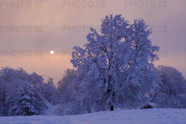 Sunrise with hoarfrost in winter, at the Schlossberg, Eurasburg, Loisachtal, Upper Bavaria, Bavaria, Germany, Europe