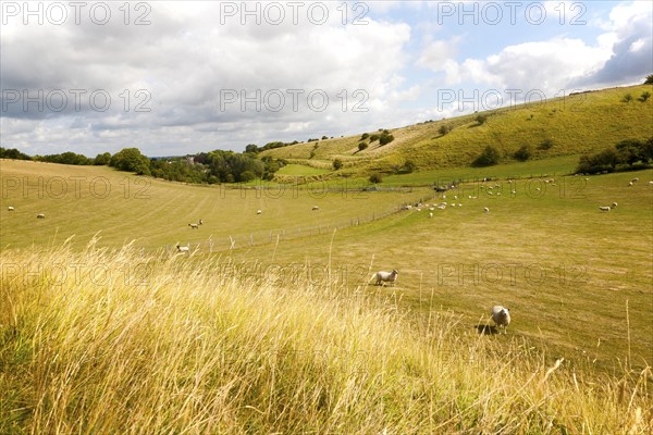 Ancient terraced fields known as strip lynchets cut into a chalk scarp slope at Bishopstone, Wiltshire, England, United Kingdom, Europe