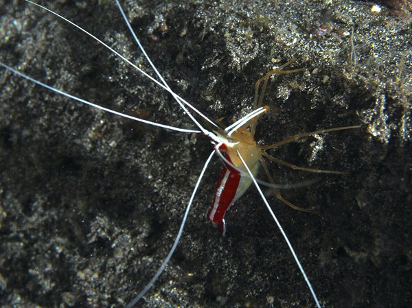 Atlantic pacific cleaner shrimp (Lysmata grabhami), cleaner shrimp with long antennae on dark lava. Dive site Playa, Los Cristianos, Tenerife, Canary Islands, Spain, Europe