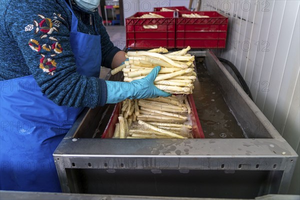 Asparagus farm, white asparagus is washed, cut and sorted by quality after harvesting, near Dormagen, Rhineland, North Rhine-Westphalia, Germany, Europe