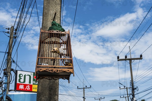 Street scene with bird cage on Koh Yai Noi, power pole cage, animal husbandry, animal cruelty, tropical, asian, law, Thailand, Asia