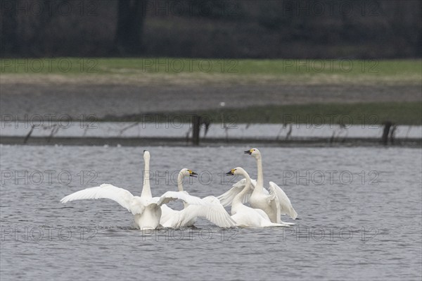 Tundra swans (Cygnus bewickii), fighting, Emsland, Lower Saxony, Germany, Europe