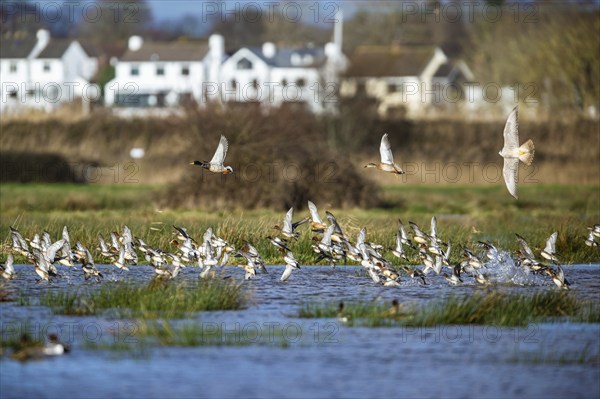 Eurasian Wigeon, (Mareca penelope) birds in flight over marshes and Peregrine Falcon (Falco peregrinus) during an attack on ducks