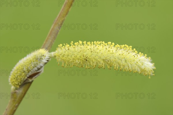 White willow (Salix alba), male flowers in spring, willow catkins, North Rhine-Westphalia, Germany, Europe