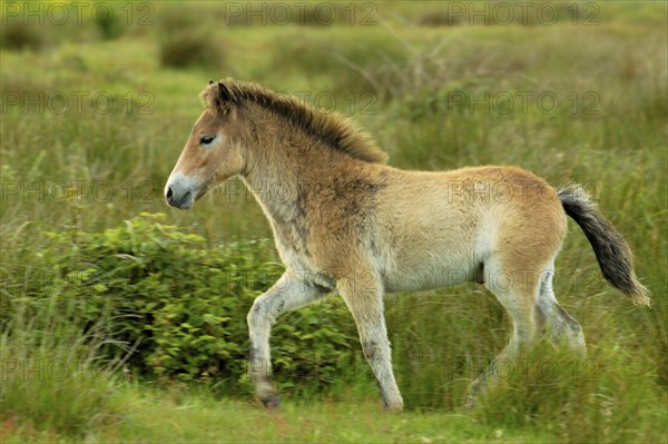 Exmoor pony, Texel Island, Texel Island, Netherlands