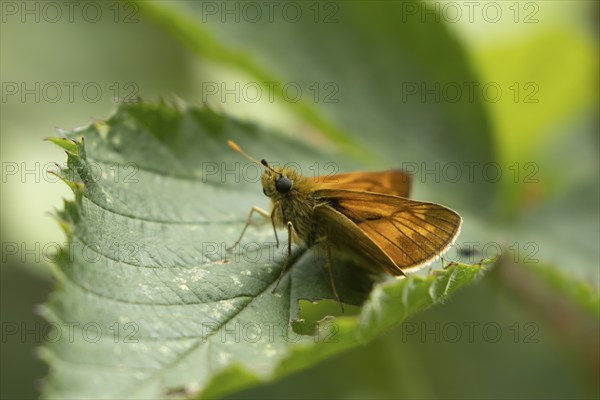 Large skipper butterfly (Ochlodes sylvanus) adult insect resting on a plant leaf, Suffolk, England, United Kingdom, Europe