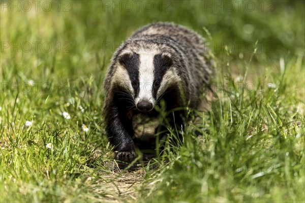 A badger walks directly on the green meadow, european badger (Meles meles), Germany, Europe