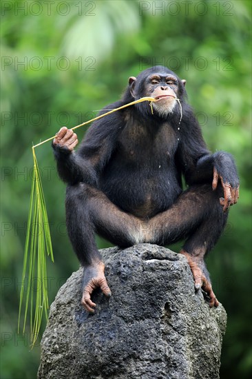 Chimpanzee (Pan troglodytes troglodytes), adult female, used, tool, eating termite mounds