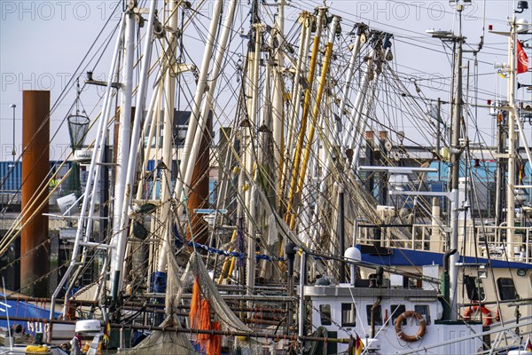 Fishing boats, shrimp boats in the harbour of Norddeich, Lower Saxony, Germany, Europe