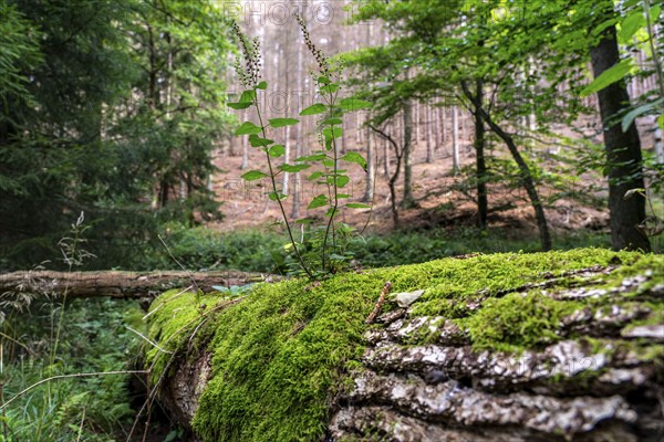 Plants, mosses growing on a dead, fallen tree, spruce, sage-gamander plant, in the Arnsberg Forest, Sauerland North Rhine-Westphalia, Germany, Europe