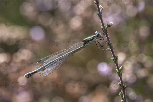 Emerald Damselfly (Lestes viridis), Emsland, Lower Saxony, Germany, Europe