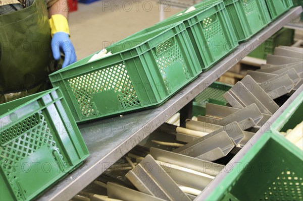 Agriculture asparagus washing and sorting with washing machine and sorting machine on a farm in Mutterstadt, Rhineland-Palatinate