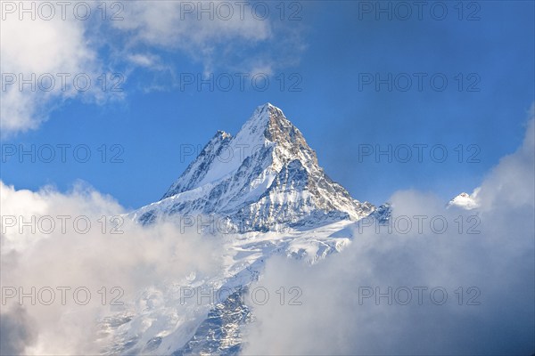 Swiss Alps, view from First to Schreckhorn, 4048 m, fog, summer, First, Grindelwald, Bernese Oberland, Bern, Switzerland, Europe