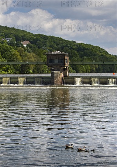 Nile goose family (Alopochen aegyptiaca) at the weir of the Stiftsmühle run-of-river power station, Herdecke, North Rhine-Westphalia, Germany, Europe