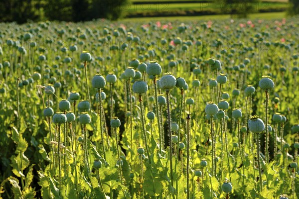 Poppy, (Papaver somniferum), poppy field, Waldviertel grey poppy, poppy village Armschlag, Waldviertel, Lower Austria, Austria, Europe