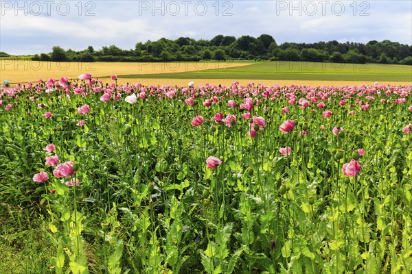 Opium poppy (Papaver somniferum), cultivation of edible poppy, poppy field, pink flowers and seed capsules, Germerode, Meißner, Geo-nature park Park Frau-Holle-Land, Hesse, Germany, Europe