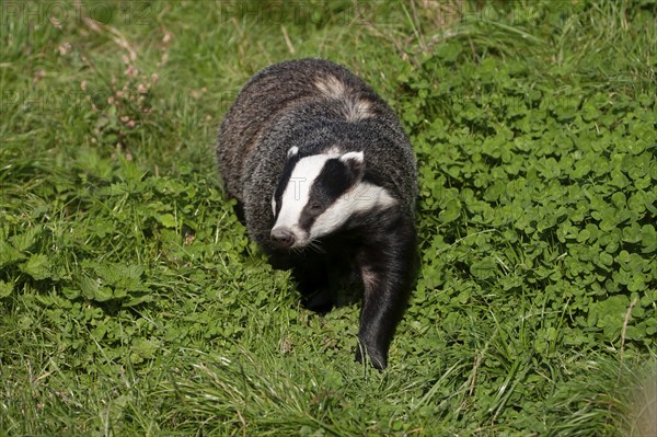 European badger (Meles meles) adult animal in grassland, United Kingdom, Europe