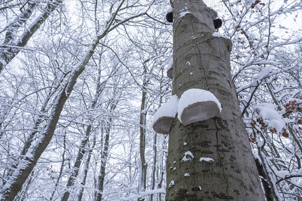 Dead copper beech (Fagus sylvatica) and fruiting bodies of tinder fungus (Fomes fomentarius) covered with snow in winter, Hainich National Park, Thuringia, Germany, Europe