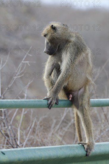 Chacma baboon (Papio ursinus), adult male, sitting on the guardrail of the bridge, overlooking the Olifants River, Kruger National Park, South Africa, Africa