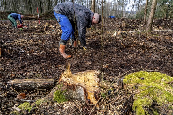 Reforestation in the Arnsberg Forest near Rüthen-Nettelstädt, Soest district, forestry workers plant young oak trees, 2 years old, in previously drilled holes, on the site of a spruce forest that had died and been felled due to heavy bark beetle infestation, North Rhine-Westphalia, Germany, Europe