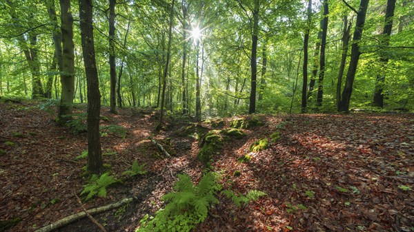 Natural deciduous forest in the morning light, the sun shines through the green foliage, Ziegeroda Forest, Saxony-Anhalt, Germany, Europe