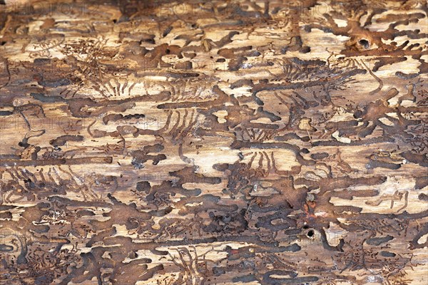 Feeding galleries of the spruce bark beetle (Ips typographus L.) under the bark of Norway spruce (Picea abies), Wilnsdorf, North Rhine-Westphalia, Germany, Europe