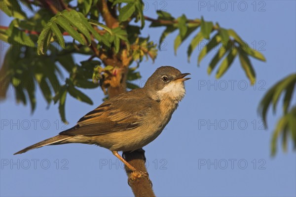 Whitethroat, songbird, (Sylvia communis), Bad Dürkheim district, Rhineland-Palatinate, Federal Republic of Germany