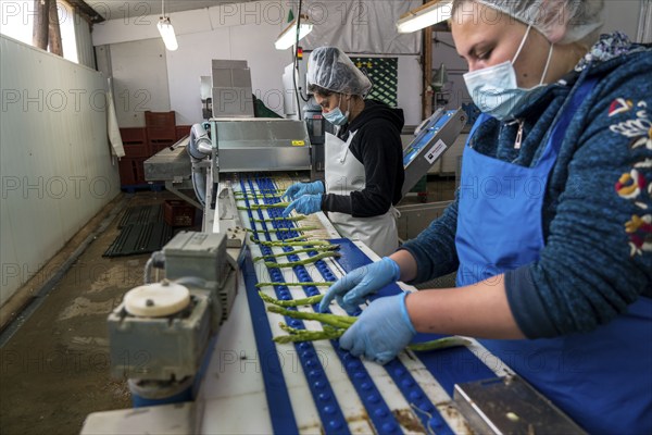 Asparagus farm, green asparagus is washed, cut and sorted by quality after harvesting, near Dormagen, Rhineland, North Rhine-Westphalia, Germany, Europe