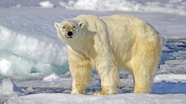 Polar bear on Spitsbergen, (Ursus maritimus), polar bear, Svalbard, Spitsbergen, Norway, Europe