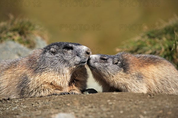 Alpine marmot (Marmota marmota), adult, resting, social behaviour, juvenile, Großglockner massif, Hohe Tauern National Park, Austria, Alps, Europe