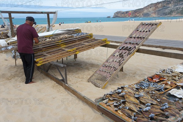 A man working on a wire rack with dried fish on the beach with sea view, fish drying, Praia da Nazare beach, Nazaré, Oeste, Leiria district, Centro, Portugal, Europe