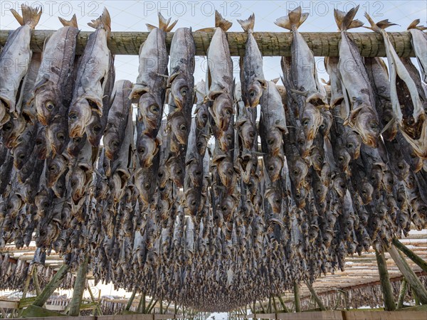 Atlantic cod (Gadus morhua) hung up to dry as stockfish, an old preservation method, Lofoten, Norway, Europe