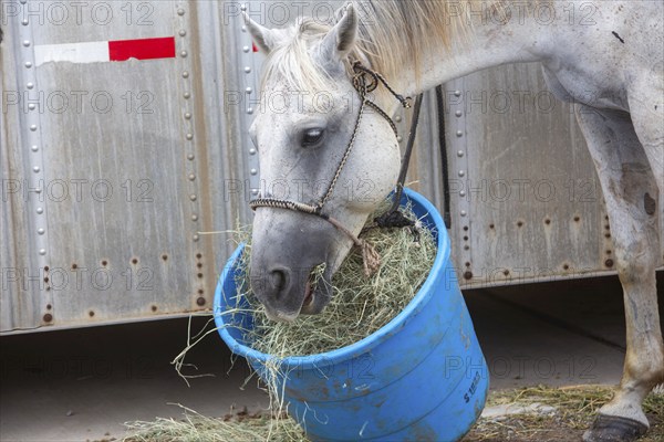 Oklahoma City, Oklahoma, A horse feeds from a bucket at the Great Plains Rodeo, an annual gay rodeo that features traditional rodeo competition while emphasizing the camaraderie of the LGBTQ community