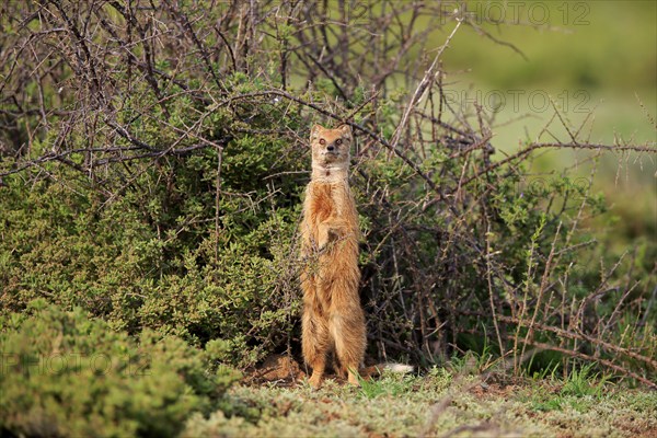 Yellow mongoose (Cynictis penicillata), adult, standing upright, alert, Mountain Zebra National Park, Eastern Cape, South Africa, Africa